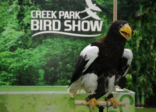 Bird Show